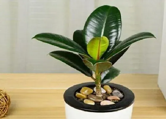 种植土壤|橡皮树适合什么土种植