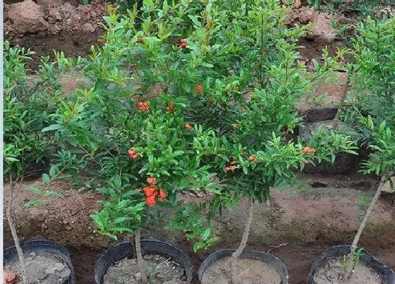种植方法|石榴授粉时间与方式方法