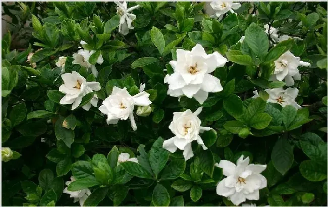 栀子花花苞发黄掉落病因及处理办法 | 种植技术