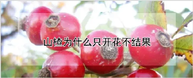 山楂为什么只开花不结果 | 养殖技术