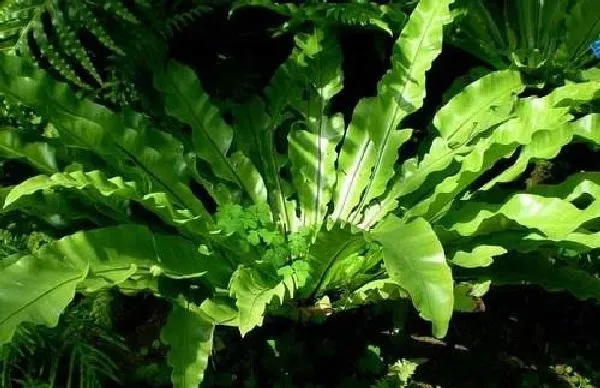 植物浇水|鸟巢蕨浇水时间和正确方法