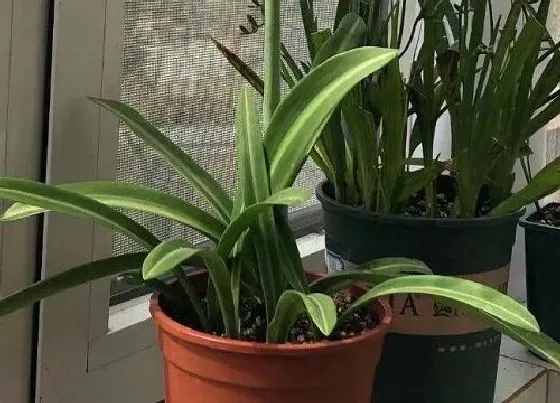 植物毒性|朱顶红叶子有毒吗