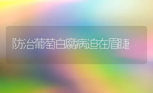 防治葡萄白腐病迫在眉睫 | 瓜果种植