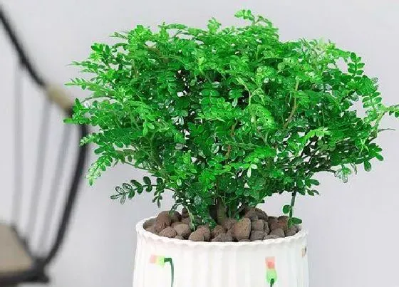 开花时间|胡椒木什么时候开花 几月份开花