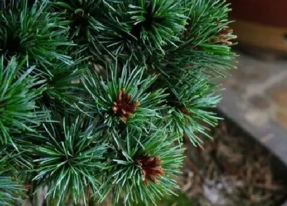 植物排行|松树什么品种最好