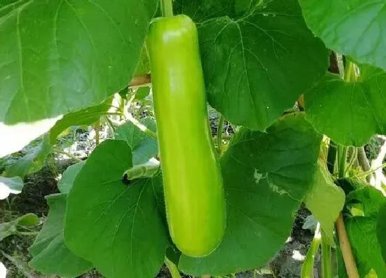 种植管理|瓢瓜几月份种植合适