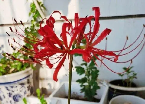 养殖方法|彼岸花可以用水养吗