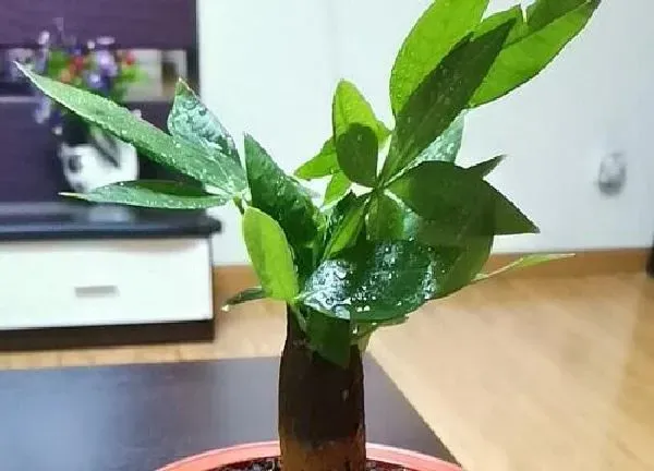 植物浇水|室内盆栽发财树多久浇一次水（养在室内几天浇一次水合适）