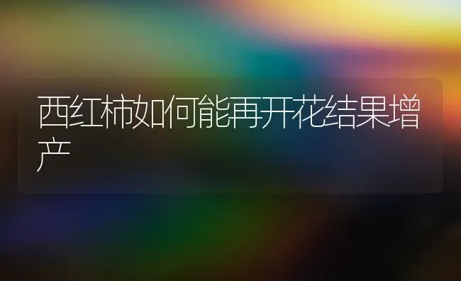 西红柿如何能再开花结果增产 | 瓜果种植