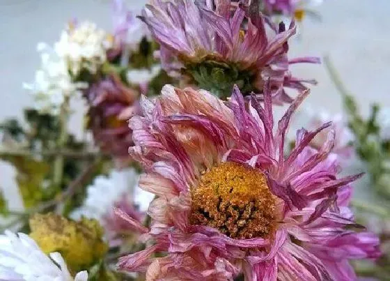 叶子发黄|菊花叶子发黄怎么办