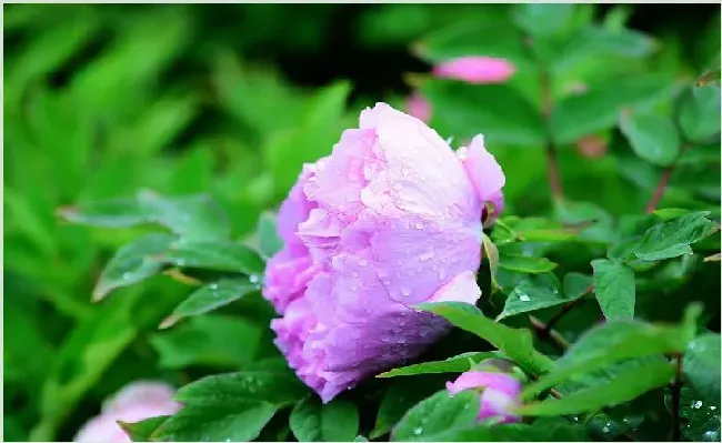 牡丹花怎么种植？牡丹花家庭养殖方法 | 种植资料