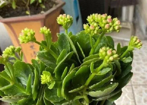 植物浇水|长寿花什么时间浇水好 用什么水浇比较好