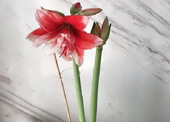 冬天植物|朱顶红耐寒的最低温度（室外过冬能耐受零下几度）