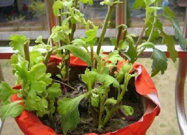 植物扦插|菊花什么时候扦插最好 几月份扦插成活率高