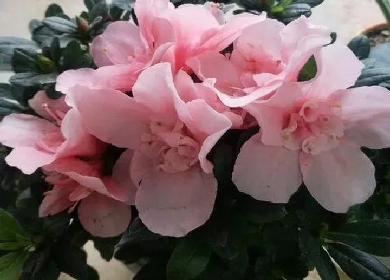 风水百科|家里为什么不能养杜鹃花