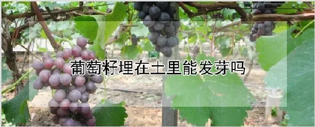 葡萄籽埋在土里能发芽吗 | 耕种资料