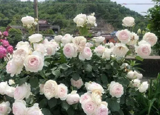 植物种类|公爵夫人月季是藤本还是灌木