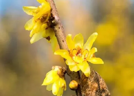 花语|腊梅花花语及代表意义