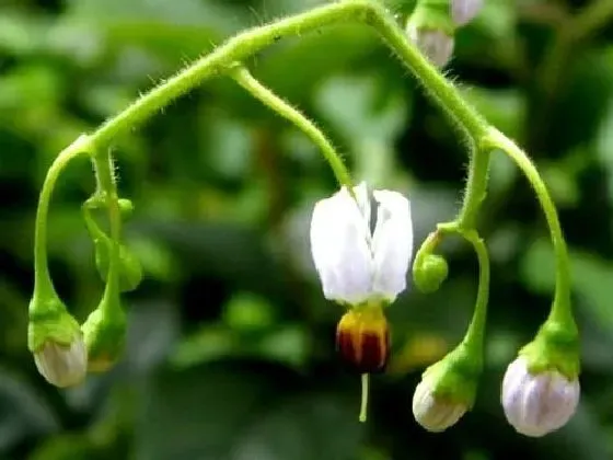 果实科普|葫芦几月开花结果 什么时候开花结果