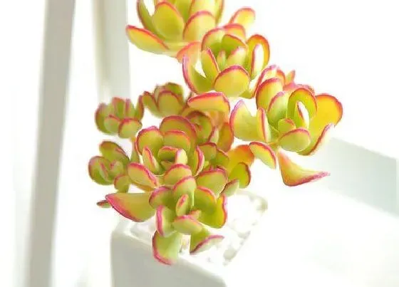 花语|多肉的花语及代表意义