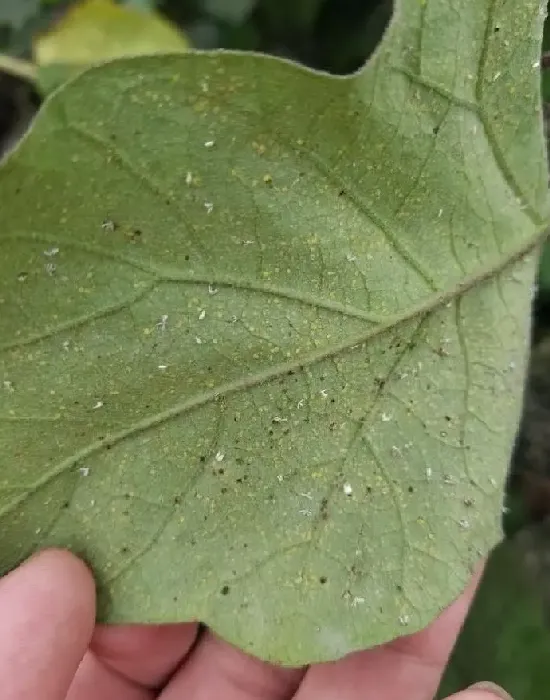 植物虫害|白粉虱最怕什么药（白粉虱用什么农药最管用最有效果）