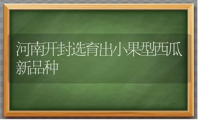 河南开封选育出小果型西瓜新品种 | 瓜果种植