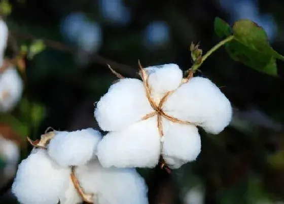 植物施肥|棉花追肥用什么肥料好
