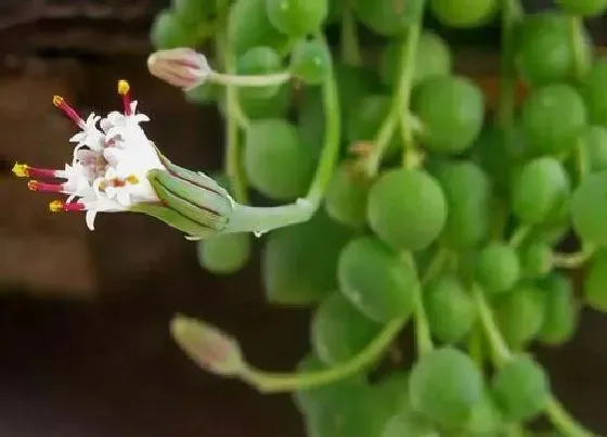 种植土壤|情人泪配土方法与种植土壤