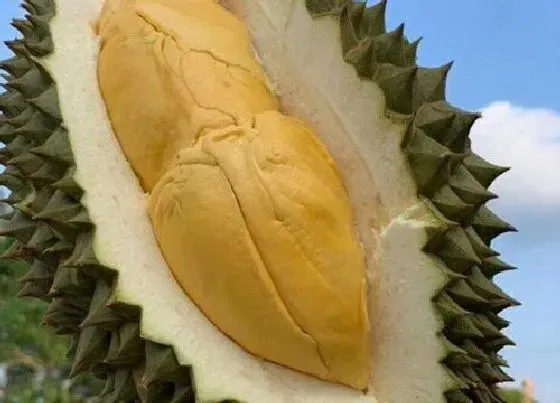 水果科普|热性的水果有哪些品种 哪些种类水果属于热性