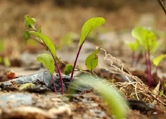 植物产地|苔菜哪里产的最好