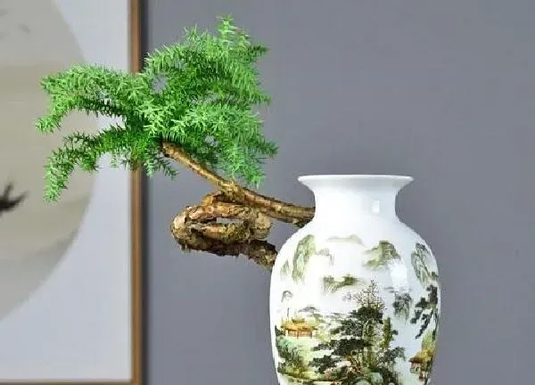 植物浇水|南洋杉多久浇一次水