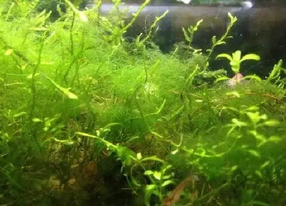 植物百科|藻类属于什么植物类型