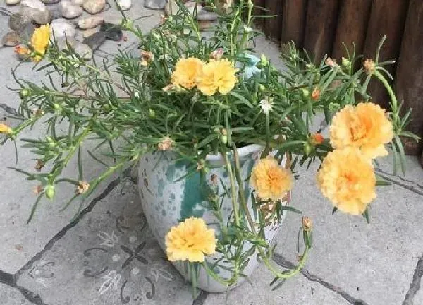 盆景|盆栽牡丹怎么养护 牡丹花盆栽家养方法