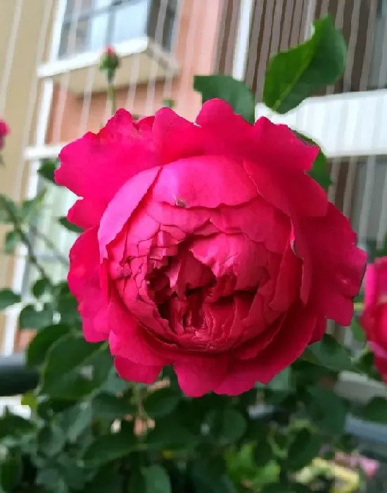 植物百科|秋日胭脂月季优缺点（灌木秋日胭脂抗病性好花朵大特点）