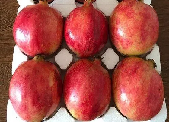 果实保存|石榴的储存方法