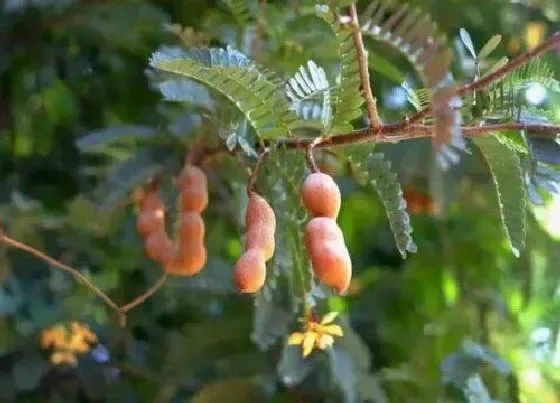 水果科普|酸角是水果吗 是什么季节的水果