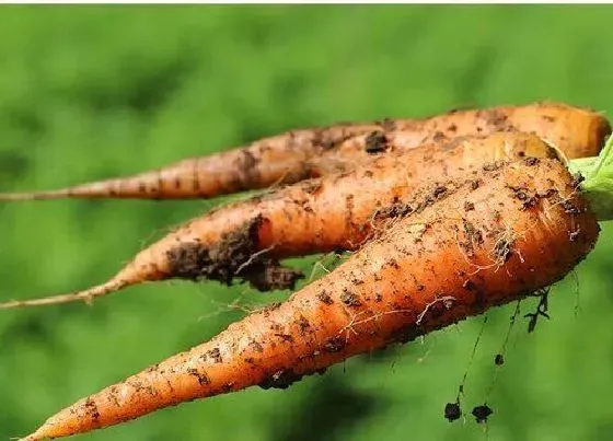 种植管理|胡萝卜几月份种植合适 胡萝卜什么时候种植最好