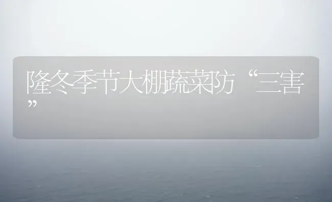 隆冬季节大棚蔬菜防“三害” | 蔬菜种植