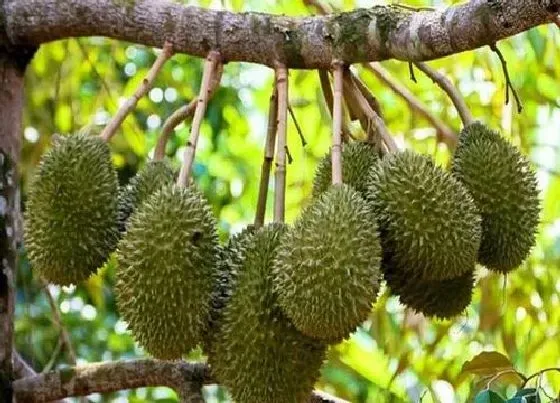 冬天植物|榴莲怕冻吗