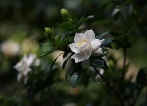 植物百科|栀子花什么人不能养