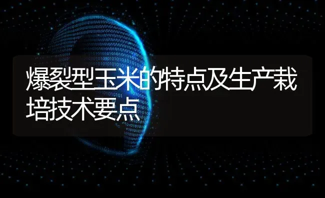 爆裂型玉米的特点及生产栽培技术要点 | 粮油作物种植