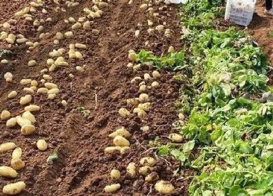 根部|土豆是什么根系的植物