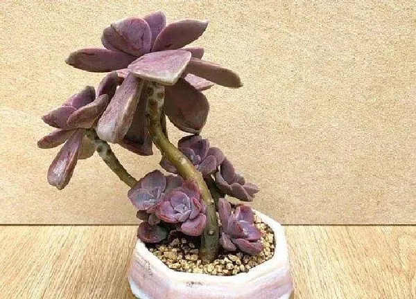 植物移栽|紫乐上盆时间与养护方法