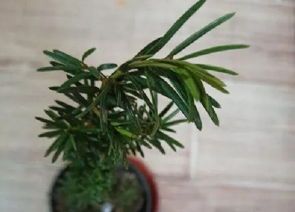 养殖方法|盆栽红豆杉的养殖方法和注意事项有哪些