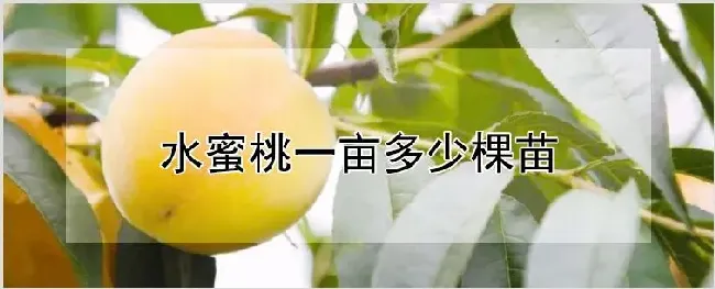 水蜜桃一亩多少棵苗 | 耕种资料