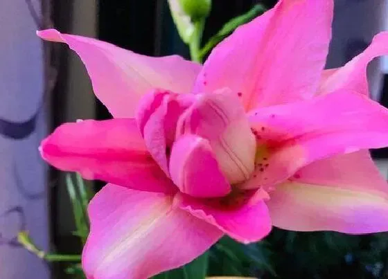 送花|结婚10年送什么花合适