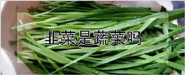 韭菜是蔬菜吗 | 耕种资料