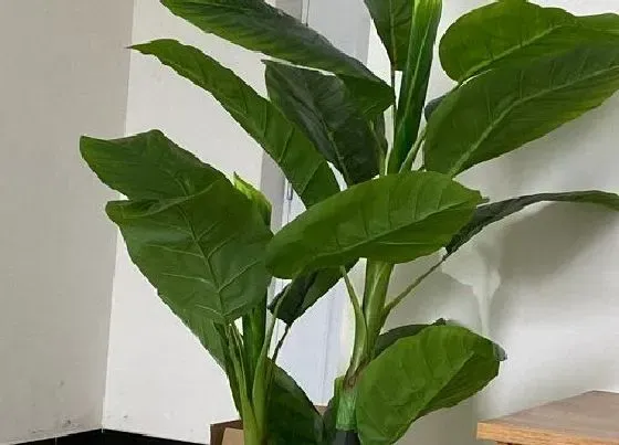 植物种类|大型阔叶盆栽有哪些 阔叶盆景植物品种