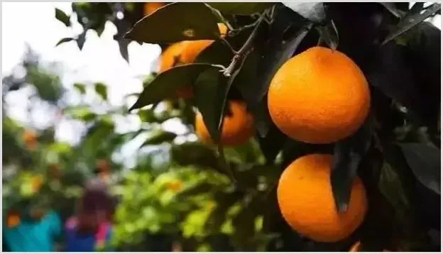 爱媛38号柑桔的缺点有哪些? | 农业科普