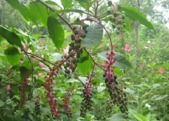 植物百科|商陆是什么植物类别